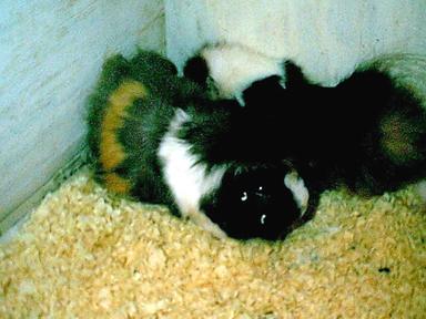 Snickers & Seymour