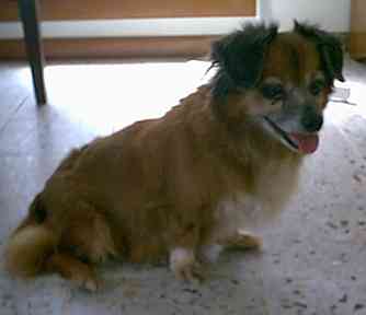 Scrappy