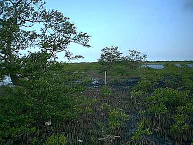 Mangrove swamp