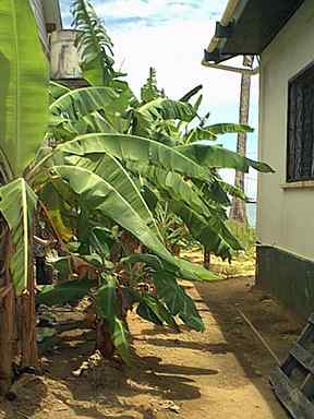 Banana plants