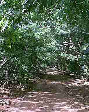 Road through the bush