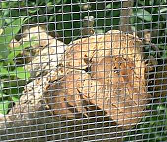 Spiny Tail Iguana