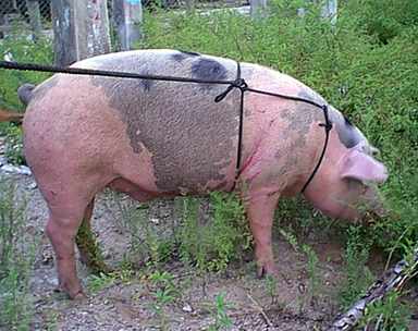 Pig