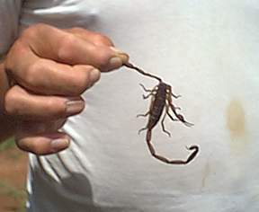 Scorpion