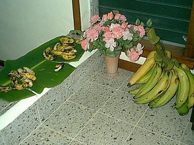 Harvest